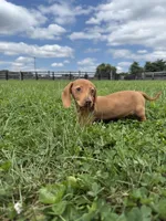 Queenie, a female Dachshund and Miniature Dachshund for sale in Lexington, KY – 2 of 7