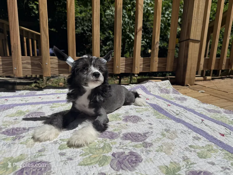 Dolly – Chinese Crested puppy on hold in Lexington, KY