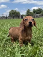 Ivy, a female Dachshund and Miniature Dachshund for sale in Lexington, KY – 2 of 5