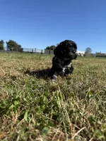 Rollo, a male Cockapoo for sale in Lexington, KY – 5 of 8