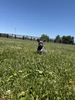 Dunkin, a male Chihuahua and Toy Fox Terrier for sale in Lexington, KY – 8 of 10