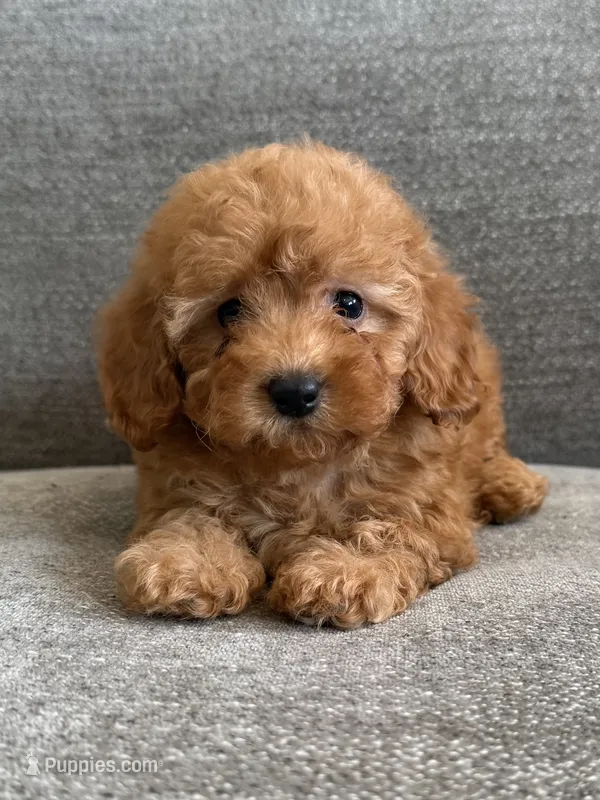 Juniper  – Poodle - Toy , Poodle - Miniature  puppy for sale in Lexington, KY