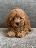 Juniper , a female Poodle - Toy  and Poodle - Miniature  for sale in Lexington, KY – 1 of 5