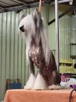 BingBong, a male Chinese Crested for sale in Lexington, KY – 6 of 7