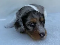 Lexie, a female Dachshund and Miniature Dachshund for sale in Lexington, KY – 7 of 10