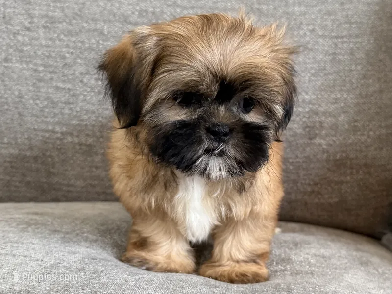 Marshall – Shih Tzu puppy for sale in Lexington, KY