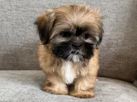 Marshall, a male Shih Tzu for sale in Lexington, KY – 1 of 5
