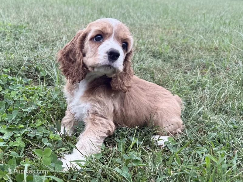 Lady – Cocker Spaniel puppy for sale in Lexington, KY