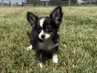 Sohie, a female Chihuahua for sale in Lexington, KY – 3 of 6