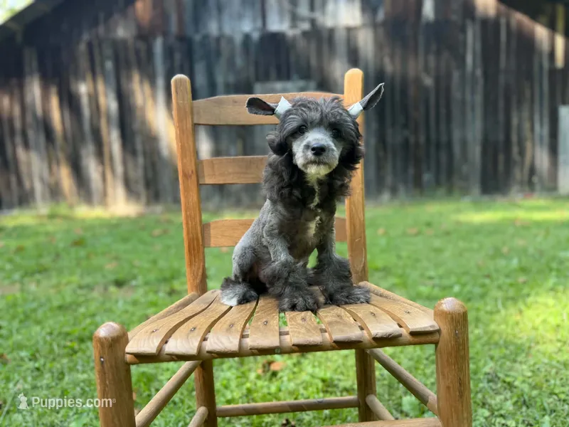 Dover, Ch sired  – Chinese Crested puppy for sale in Lexington, KY
