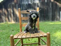 Dover, Ch sired , a male Chinese Crested for sale in Lexington, KY – 6 of 10