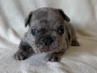 Abby , a female French Bulldog for sale in Lexington, KY – Photo 2 of 8