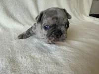 Abby , a female French Bulldog for sale in Lexington, KY – Photo 3 of 8