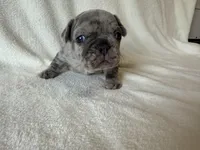 Abby , a female French Bulldog for sale in Lexington, KY – Photo 4 of 8