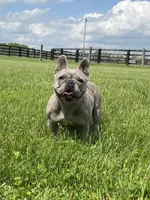 Abby , a female French Bulldog for sale in Lexington, KY – Photo 6 of 8