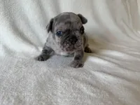 Abby , a female French Bulldog for sale in Lexington, KY – Photo 5 of 8