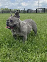 Abby , a female French Bulldog for sale in Lexington, KY – Photo 7 of 8