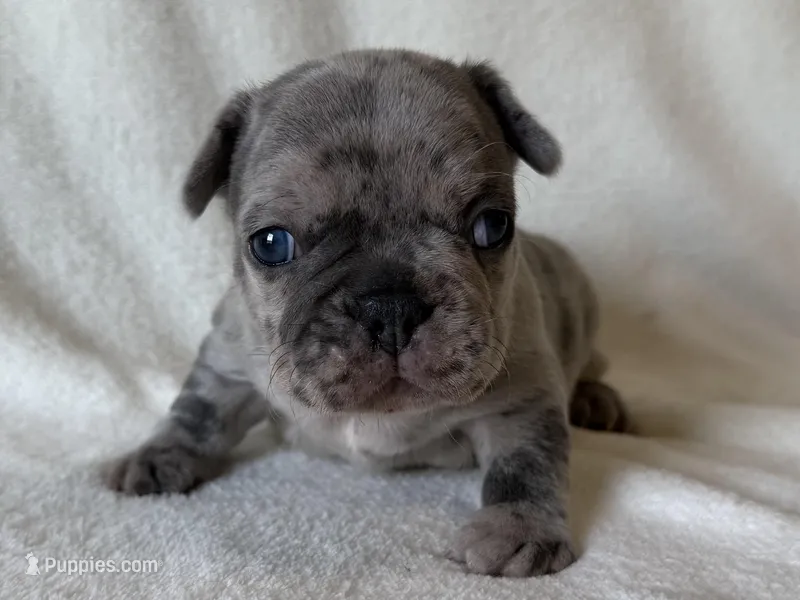 Abby  – French Bulldog puppy for sale in Lexington, KY