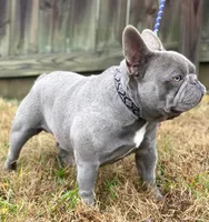 Abby , a female French Bulldog for sale in Lexington, KY – Photo 8 of 8