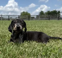 Jasper , a male Dachshund and Miniature Dachshund for sale in Lexington, KY – 1 of 6