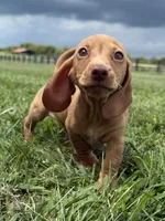 Dudley, a male Dachshund and Miniature Dachshund for sale in Lexington, KY – 2 of 6
