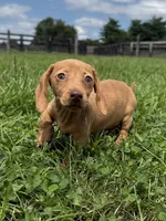 Queenie, a female Dachshund and Miniature Dachshund for sale in Lexington, KY – 5 of 7