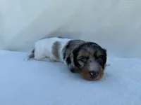 Lexie, a female Dachshund and Miniature Dachshund for sale in Lexington, KY – 9 of 10