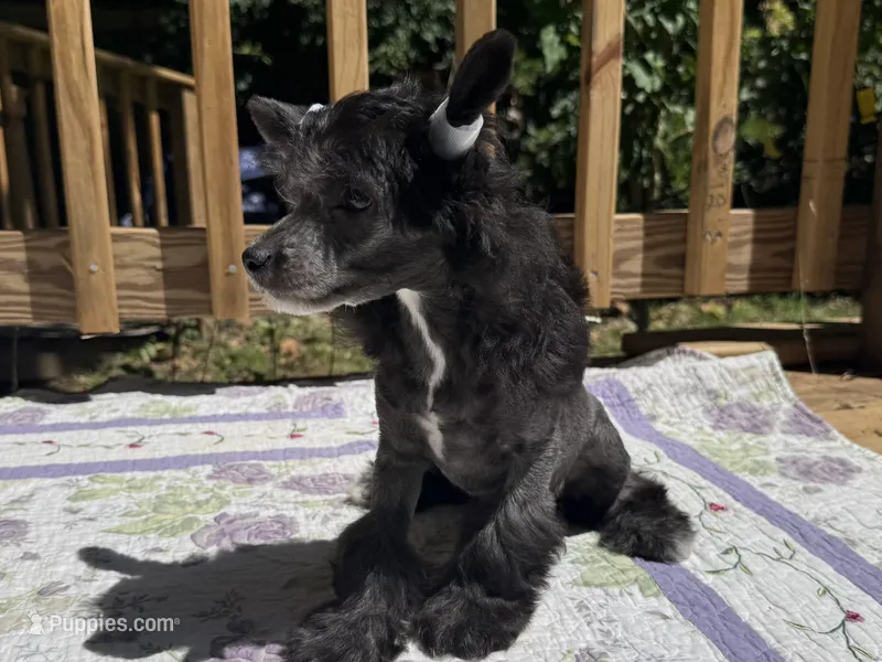 Dover  – Chinese Crested puppy for sale in Lexington, KY