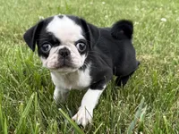 Panda, a female Pug for sale in Lexington, KY – 5 of 6