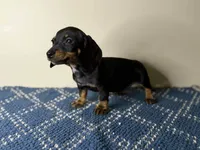 Lady, a female Dachshund and Miniature Dachshund for sale in Lexington, KY – Photo 1 of 4