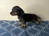 Lady, a female Dachshund and Miniature Dachshund for sale in Lexington, KY – Photo 4 of 4