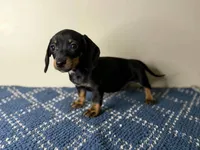 Lady, a female Dachshund and Miniature Dachshund for sale in Lexington, KY – Photo 3 of 4