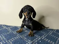 Lady, a female Dachshund and Miniature Dachshund for sale in Lexington, KY – Photo 2 of 4