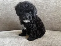 Roxanne , a female Poodle - Toy  and Poodle - Miniature  for sale in Lexington, KY – 4 of 7