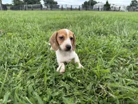 Parker , a male Dachshund and Miniature Dachshund for sale in Lexington, KY – 3 of 4