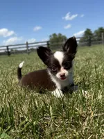 Chip, a male Chihuahua for sale in Lexington, KY – 3 of 9