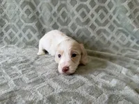 Maverick, a male Dachshund and Miniature Dachshund for sale in Lexington, KY – 4 of 5