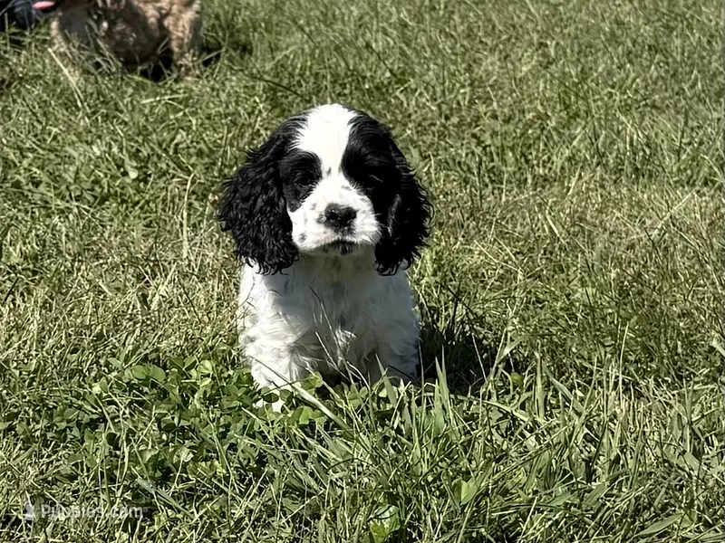 Jack – Cocker Spaniel puppy for sale in Lexington, KY