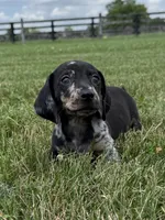 Jasper , a male Dachshund and Miniature Dachshund for sale in Lexington, KY – 5 of 6