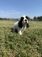 Jack, a male Cocker Spaniel for sale in Lexington, KY – 6 of 6