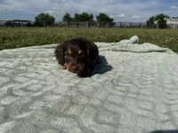 Tillie , a female Dachshund and Miniature Dachshund for sale in Lexington, KY – 8 of 9