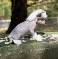 Luna , a female Chinese Crested for sale in Lexington, KY – 3 of 5