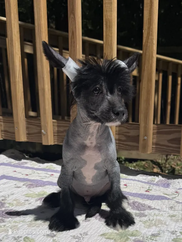 Dumbo, Ch sired  – Chinese Crested puppy for sale in Lexington, KY