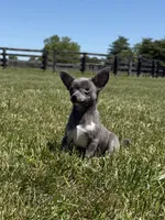Dunkin, a male Chihuahua and Toy Fox Terrier for sale in Lexington, KY – 4 of 10