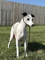 Cammi, a female Whippet for sale in Lexington, KY – Photo 3 of 3