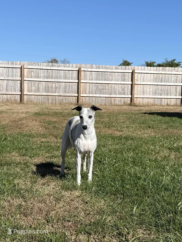 Cammi – Whippet puppy for sale in Lexington, KY