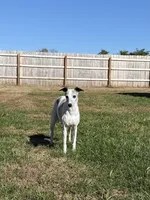 Cammi, a female Whippet for sale in Lexington, KY – Photo 1 of 3