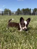 Chip, a male Chihuahua for sale in Lexington, KY – 4 of 9