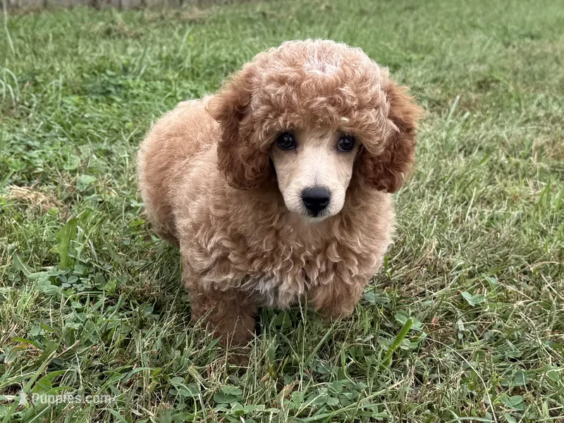 Romeo – Poodle - Toy , Poodle - Miniature  puppy for sale in Lexington, KY