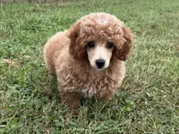 Romeo, a male Poodle - Toy  and Poodle - Miniature  for sale in Lexington, KY – 1 of 5